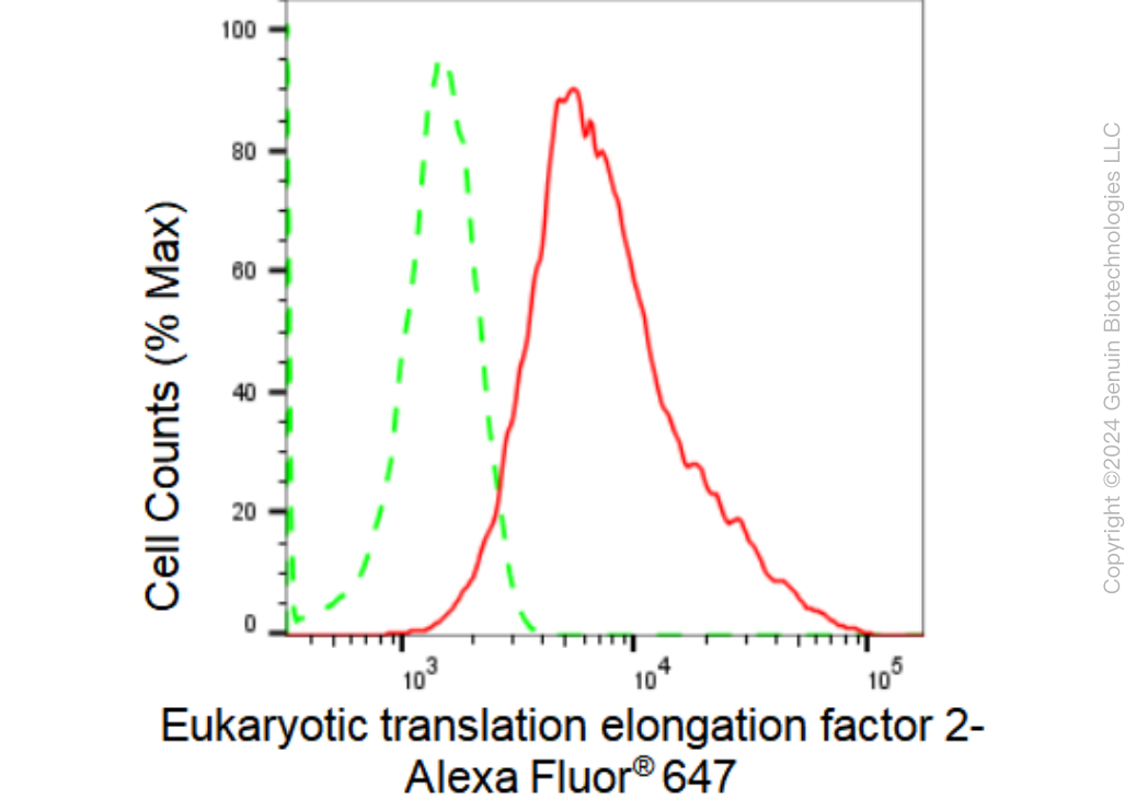 KD-Validated Anti-Eukaryotic translation elongation factor 2 Rabbit Monoclonal Antibody ABG1573