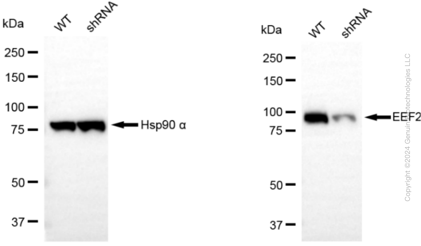 KD-Validated Anti-Eukaryotic translation elongation factor 2 Rabbit Monoclonal Antibody ABG1573