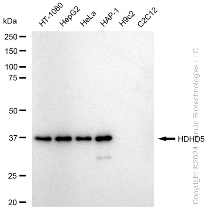 KD-Validated Anti-HDHD5 Rabbit Monoclonal Antibody ABG1574