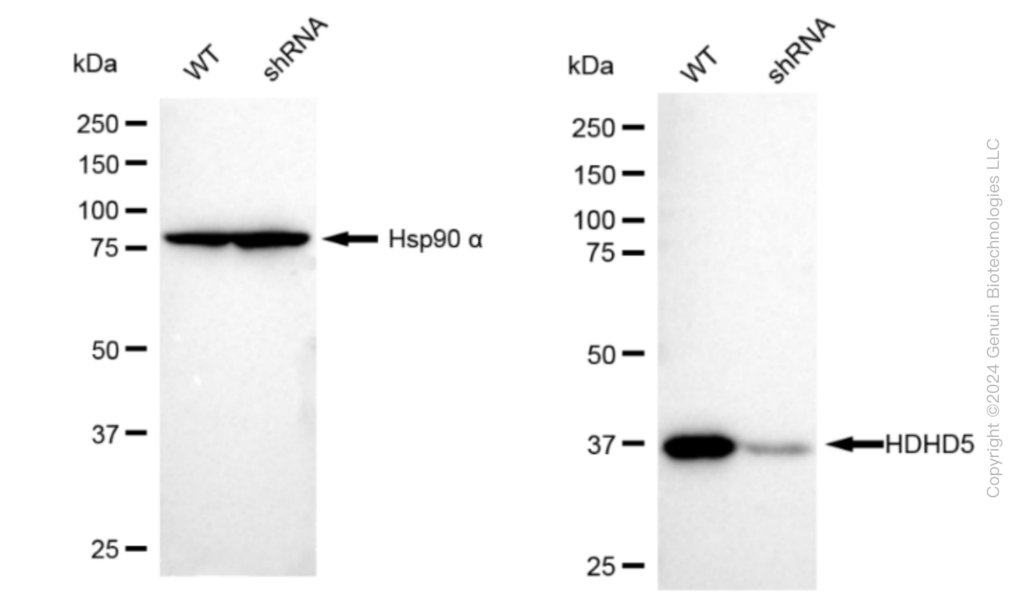 KD-Validated Anti-HDHD5 Rabbit Monoclonal Antibody ABG1574