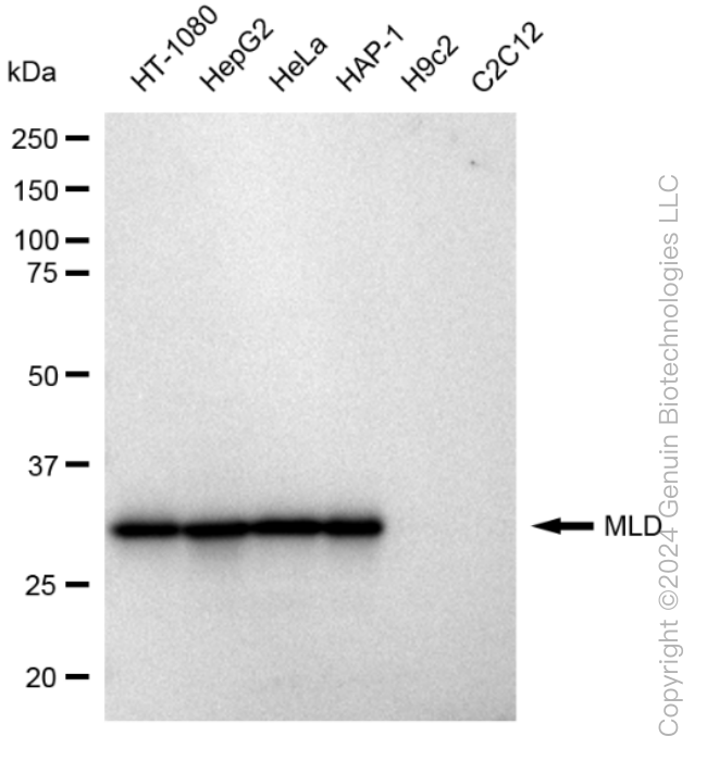 KD-Validated Anti-MLD Rabbit Monoclonal Antibody ABG1575