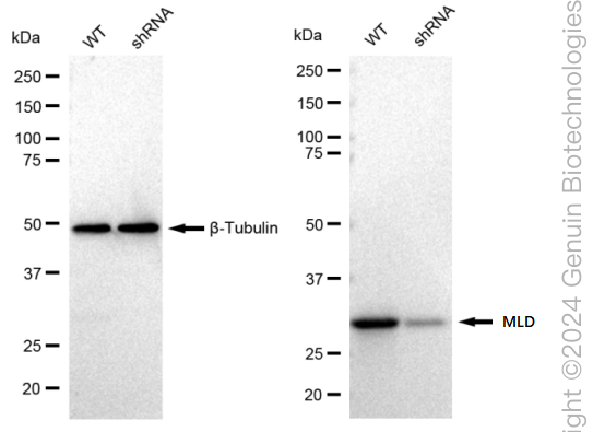 KD-Validated Anti-MLD Rabbit Monoclonal Antibody ABG1575