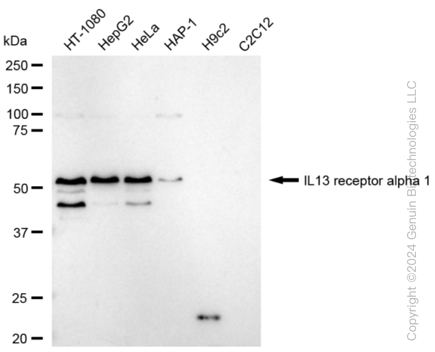 KD-Validated Anti-IL13 receptor alpha 1 Rabbit Monoclonal Antibody ABG1576