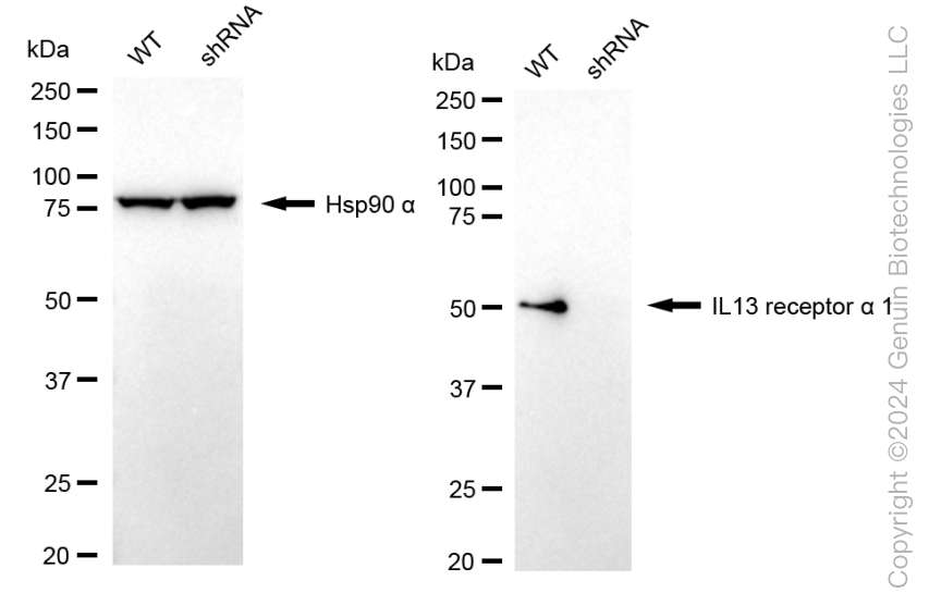 KD-Validated Anti-IL13 receptor alpha 1 Rabbit Monoclonal Antibody ABG1576