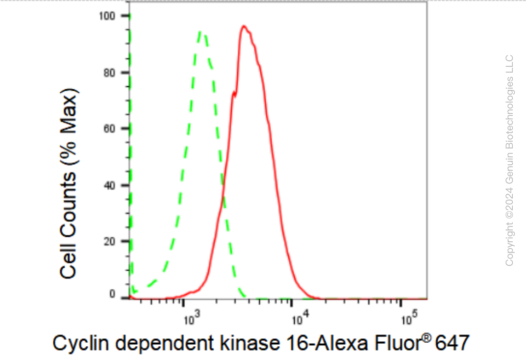 KD-Validated Anti-Cyclin dependent kinase 16 Rabbit Monoclonal Antibody ABG1577