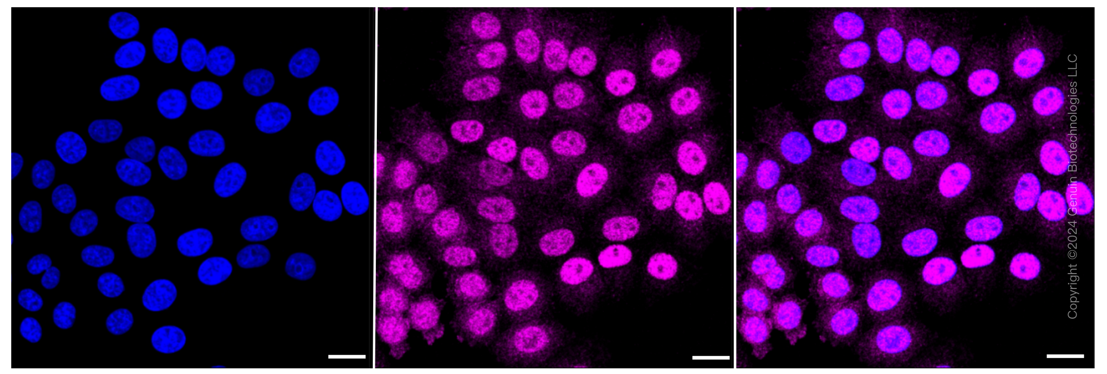 KD-Validated Anti-Cyclin dependent kinase 16 Rabbit Monoclonal Antibody ABG1577