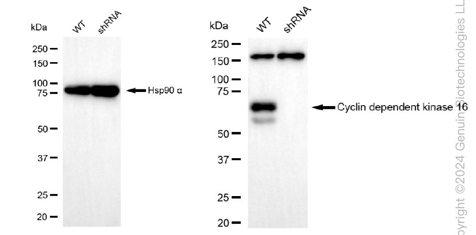 KD-Validated Anti-Cyclin dependent kinase 16 Rabbit Monoclonal Antibody ABG1577