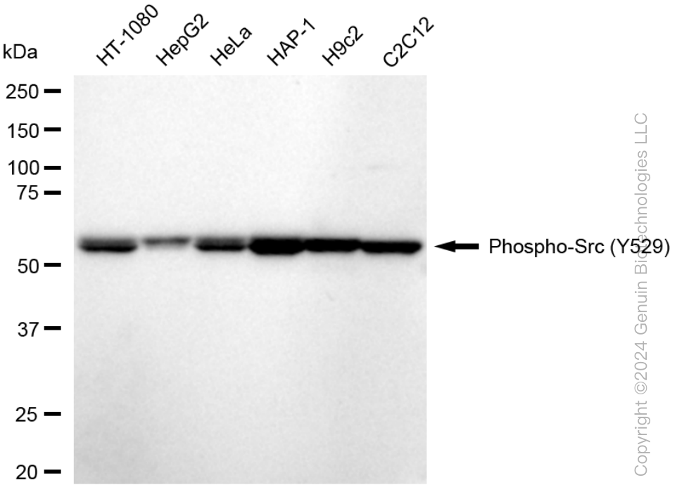 KD-Validated Anti-Phospho-Src (Y529) Rabbit Monoclonal Antibody ABG1578