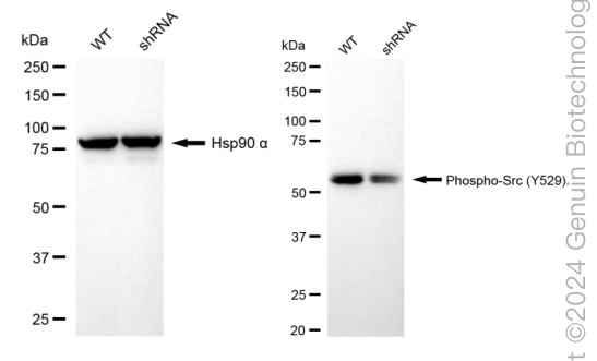 KD-Validated Anti-Phospho-Src (Y529) Rabbit Monoclonal Antibody ABG1578