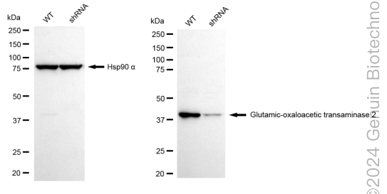 KD-Validated Anti-Glutamic-oxaloacetic transaminase 2 Rabbit Monoclonal Antibody ABG1579