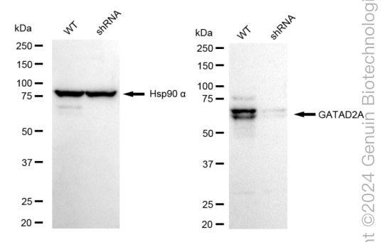 KD-Validated Anti-GATAD2A Rabbit Monoclonal Antibody ABG1580