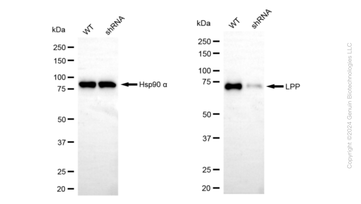 KD-Validated Anti-LPP Rabbit Monoclonal Antibody ABG1581