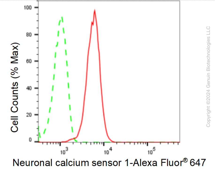 KD-Validated Anti-Neuronal Calcium Sensor 1 Rabbit Monoclonal Antibody ABG1582