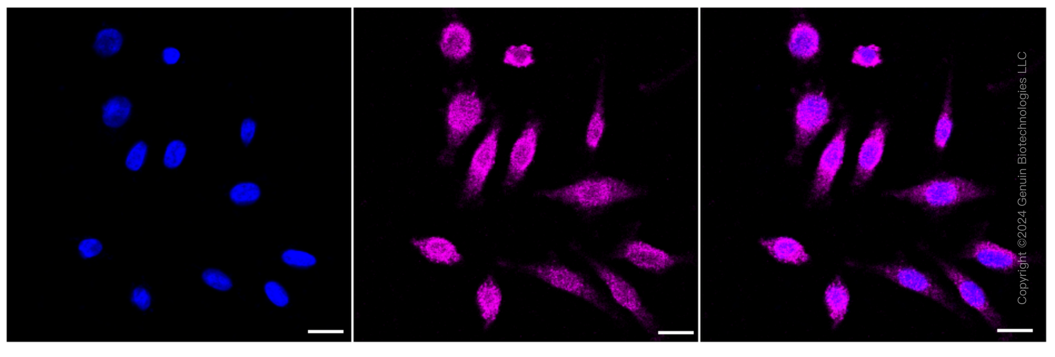 KD-Validated Anti-Neuronal Calcium Sensor 1 Rabbit Monoclonal Antibody ABG1582