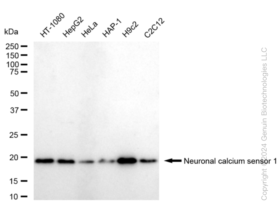 KD-Validated Anti-Neuronal Calcium Sensor 1 Rabbit Monoclonal Antibody ABG1582