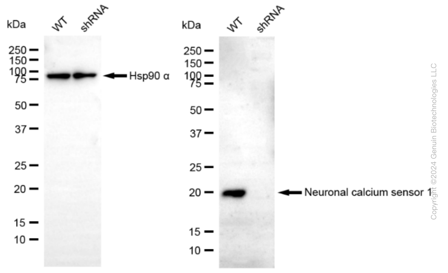 KD-Validated Anti-Neuronal Calcium Sensor 1 Rabbit Monoclonal Antibody ABG1582