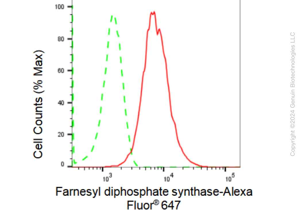 KD-Validated Anti-Farnesyl diphosphate synthase Rabbit Monoclonal Antibody ABG1583