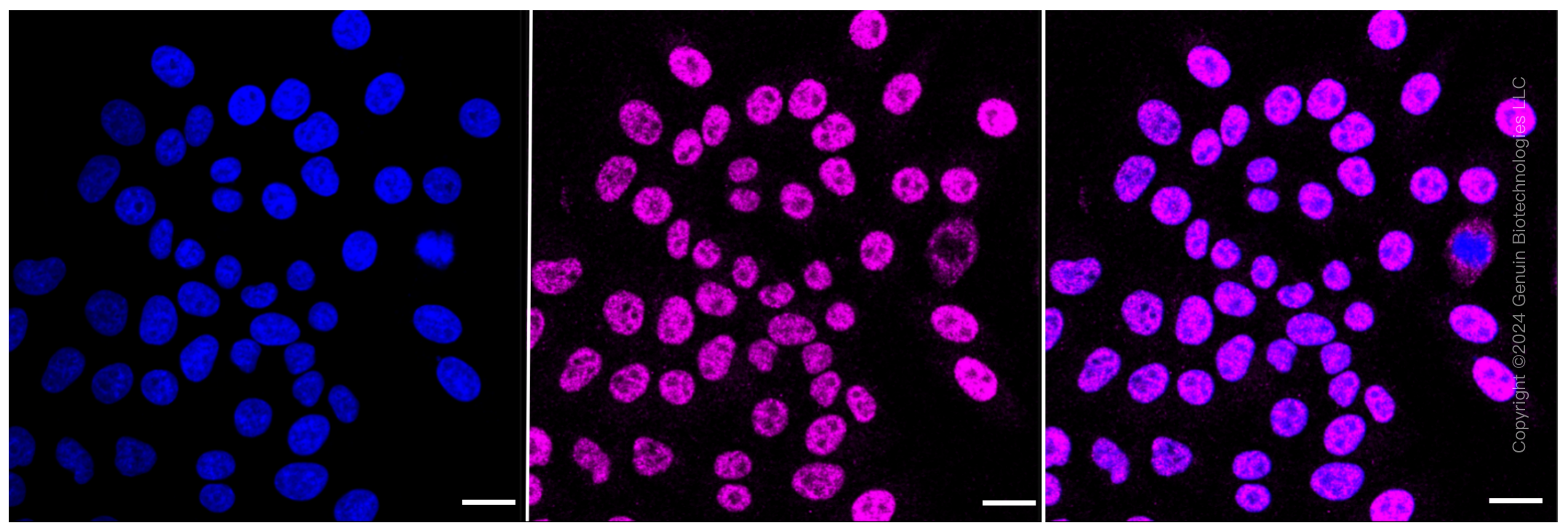 KD-Validated Anti-Farnesyl diphosphate synthase Rabbit Monoclonal Antibody ABG1583