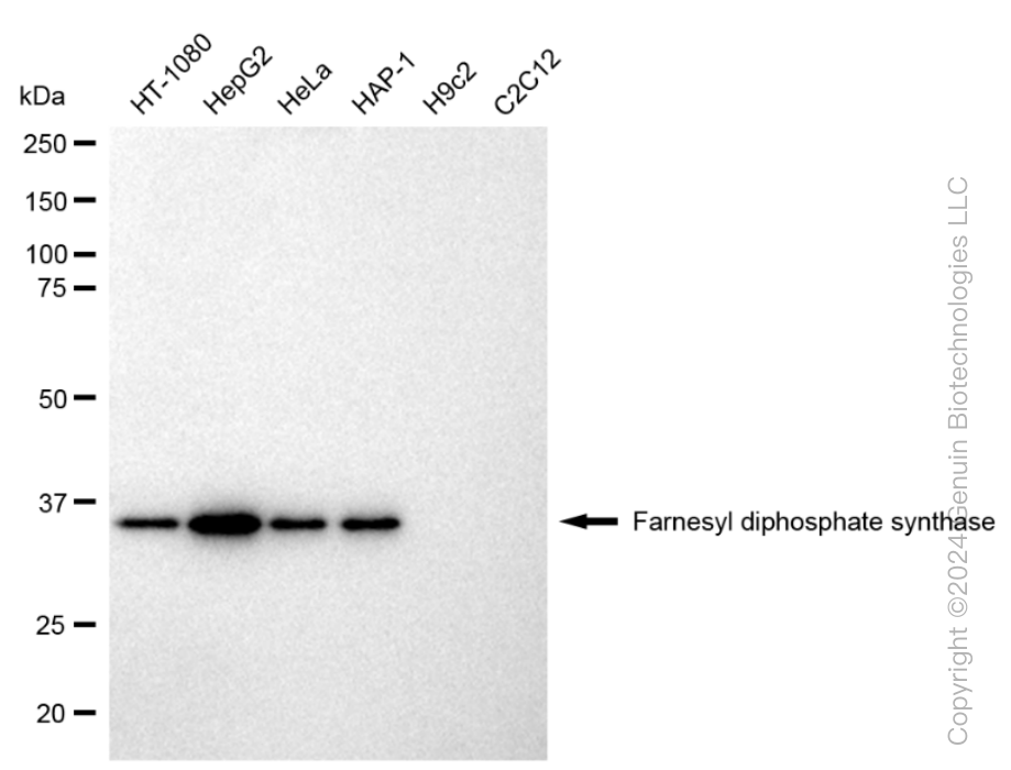 KD-Validated Anti-Farnesyl diphosphate synthase Rabbit Monoclonal Antibody ABG1583