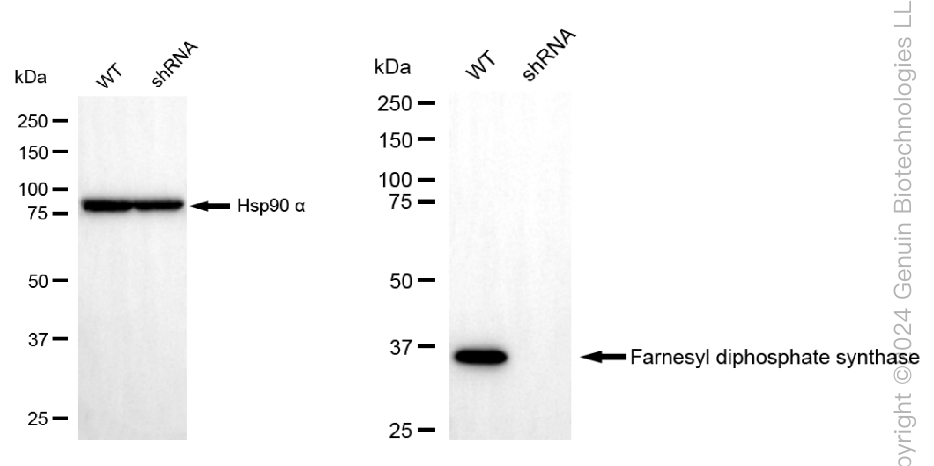 KD-Validated Anti-Farnesyl diphosphate synthase Rabbit Monoclonal Antibody ABG1583