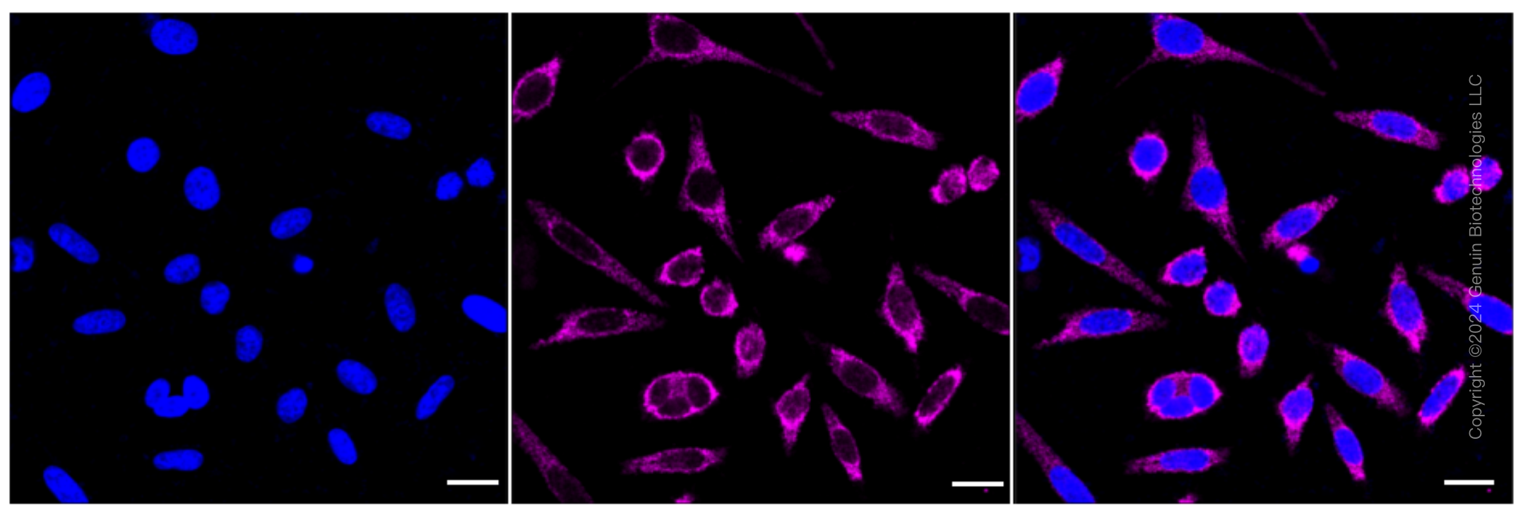 KD-Validated Anti-Mitochondrial Ribosomal Protein S15 Rabbit Monoclonal Antibody ABG1584
