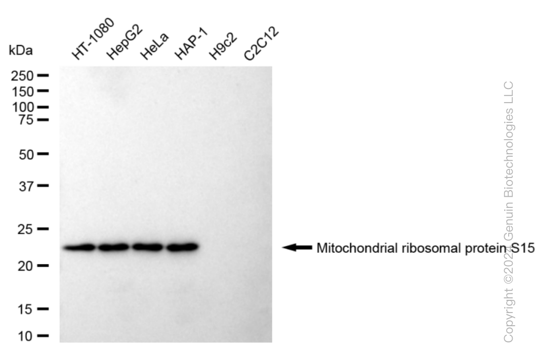 KD-Validated Anti-Mitochondrial Ribosomal Protein S15 Rabbit Monoclonal Antibody ABG1584