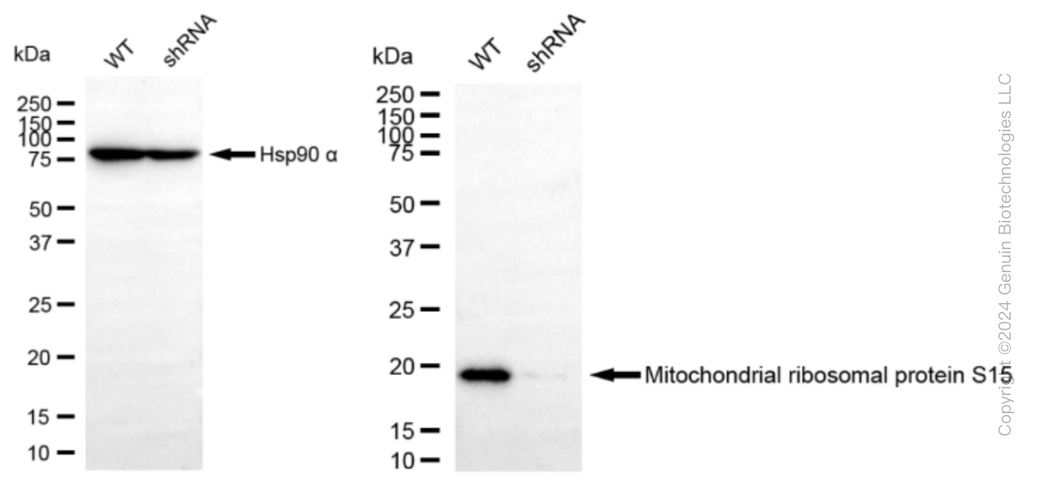 KD-Validated Anti-Mitochondrial Ribosomal Protein S15 Rabbit Monoclonal Antibody ABG1584