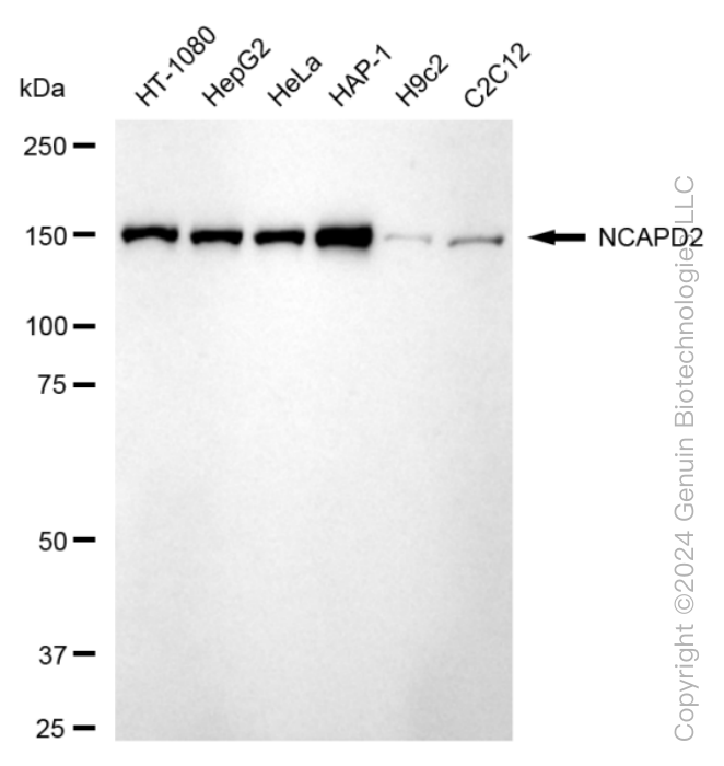 KD-Validated Anti-Non-SMC Condensin I Complex Subunit D2 Rabbit Monoclonal Antibody ABG1585