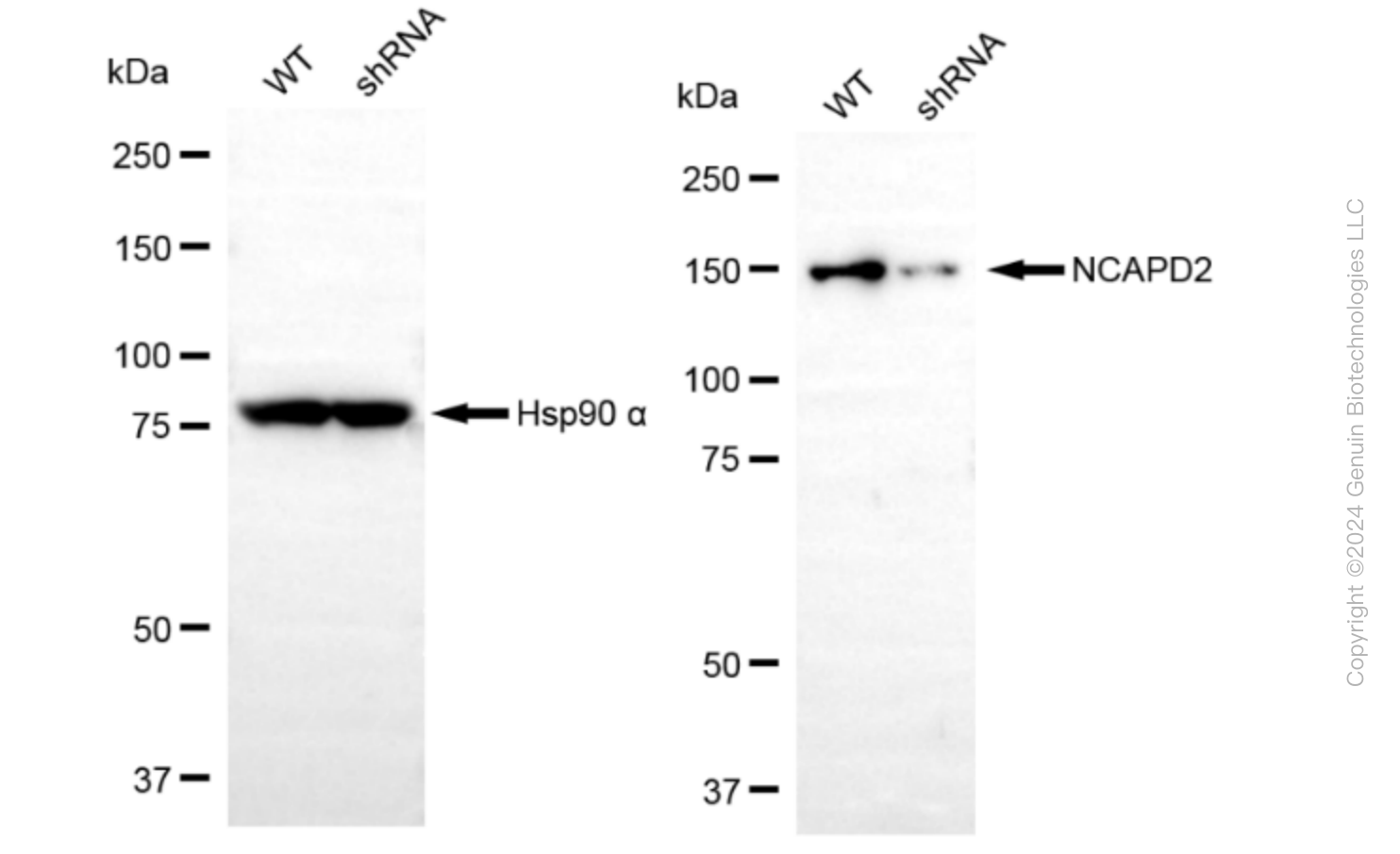 KD-Validated Anti-Non-SMC Condensin I Complex Subunit D2 Rabbit Monoclonal Antibody ABG1585