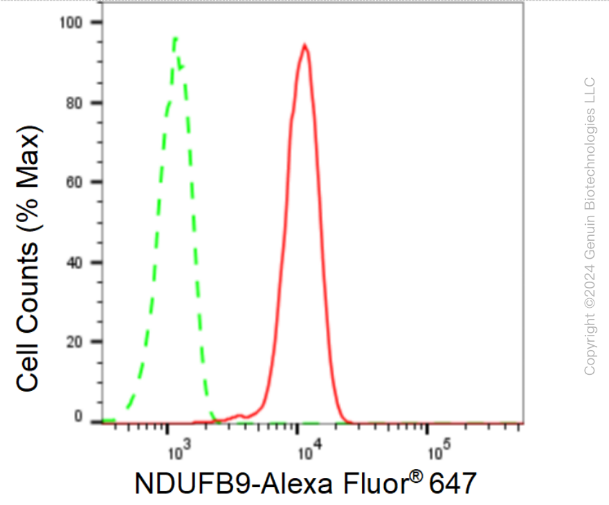KD-Validated Anti-NDUFB9 Rabbit Monoclonal Antibody ABG1586