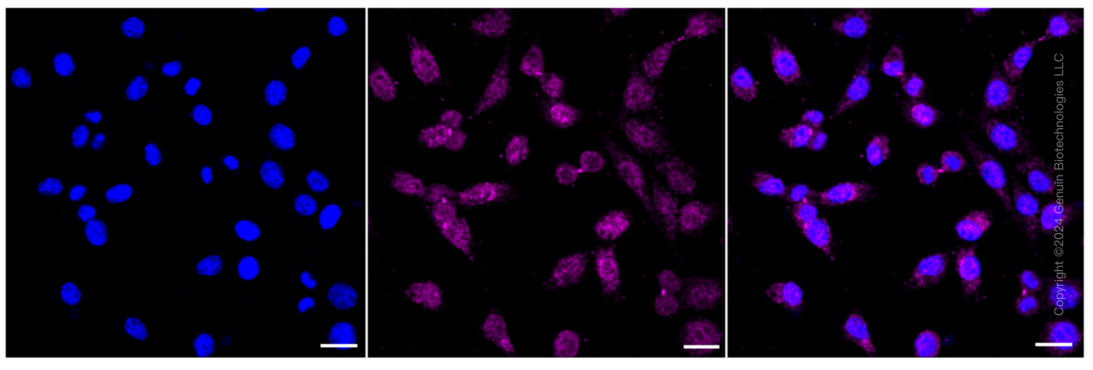 KD-Validated Anti-NDUFB9 Rabbit Monoclonal Antibody ABG1586