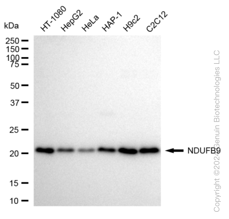 KD-Validated Anti-NDUFB9 Rabbit Monoclonal Antibody ABG1586