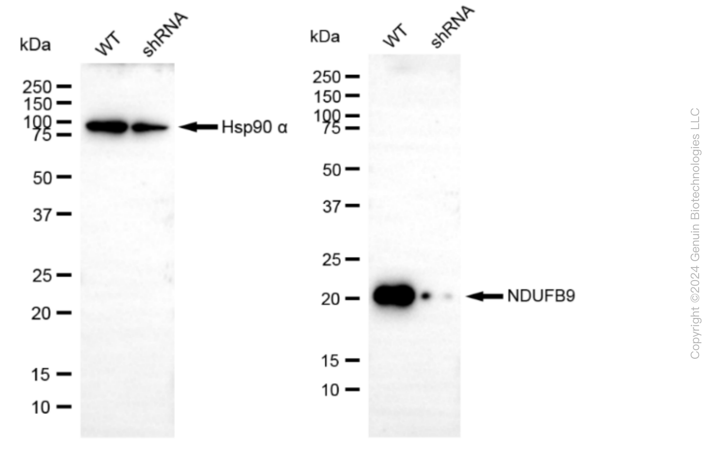 KD-Validated Anti-NDUFB9 Rabbit Monoclonal Antibody ABG1586