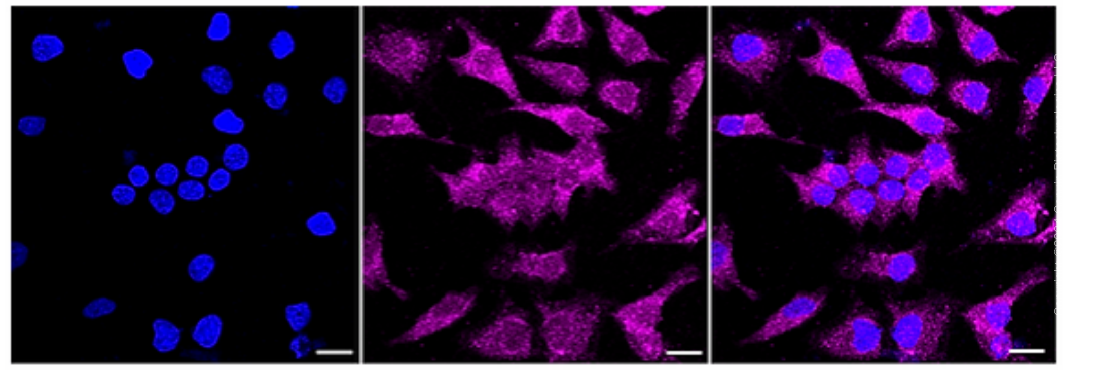 KD-Validated Anti-MAP Kinase Activating Death Domain Rabbit Monoclonal Antibody ABG1587