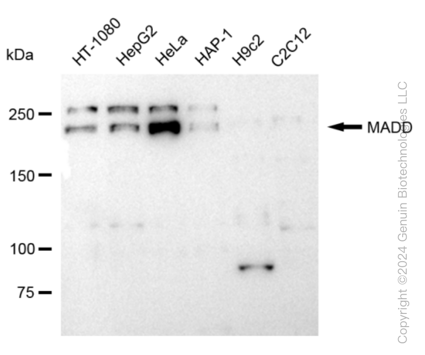 KD-Validated Anti-MAP Kinase Activating Death Domain Rabbit Monoclonal Antibody ABG1587