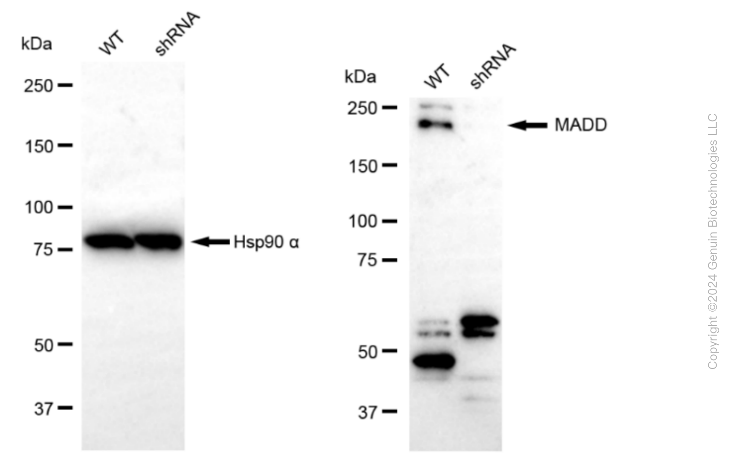 KD-Validated Anti-MAP Kinase Activating Death Domain Rabbit Monoclonal Antibody ABG1587
