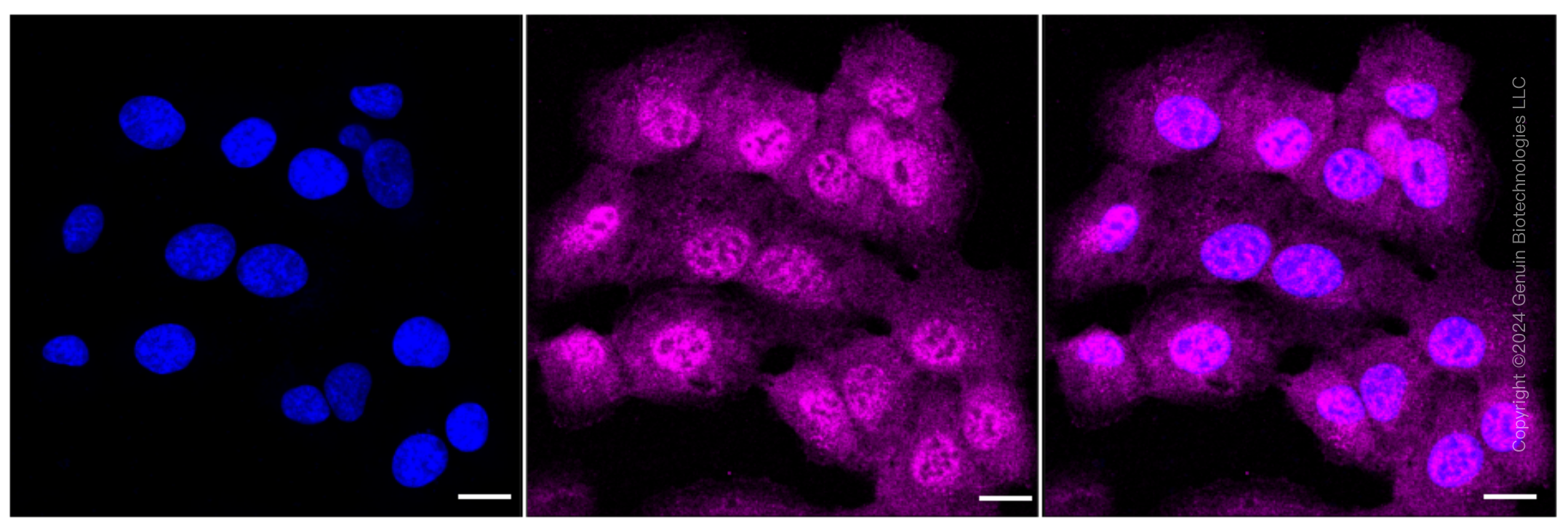 KD-Validated Anti-Mevalonate Kinase Rabbit Monoclonal Antibody ABG1588