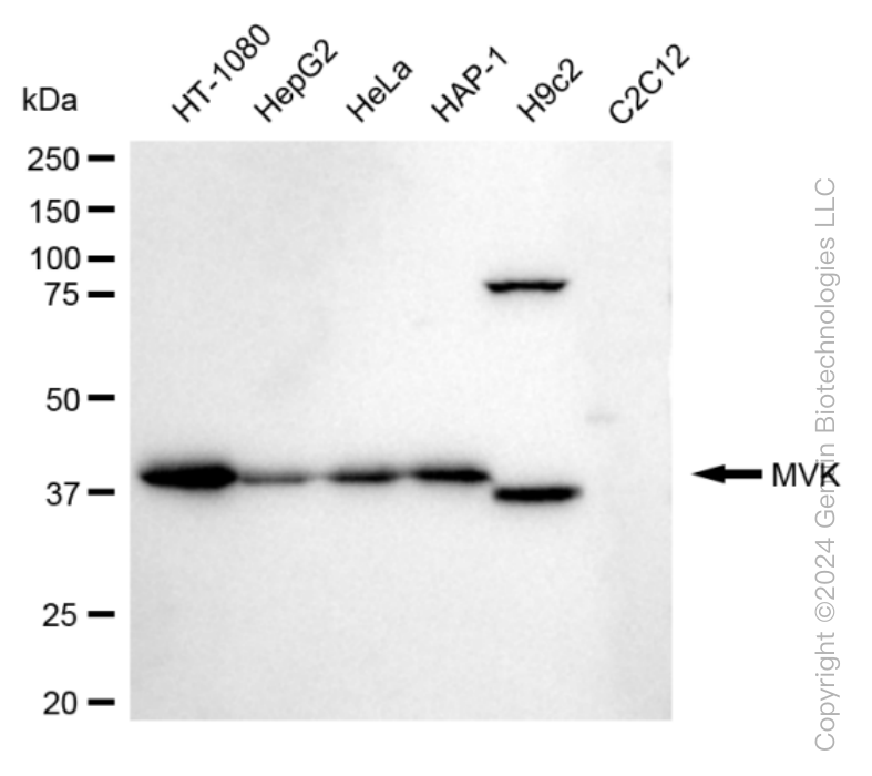 KD-Validated Anti-Mevalonate Kinase Rabbit Monoclonal Antibody ABG1588