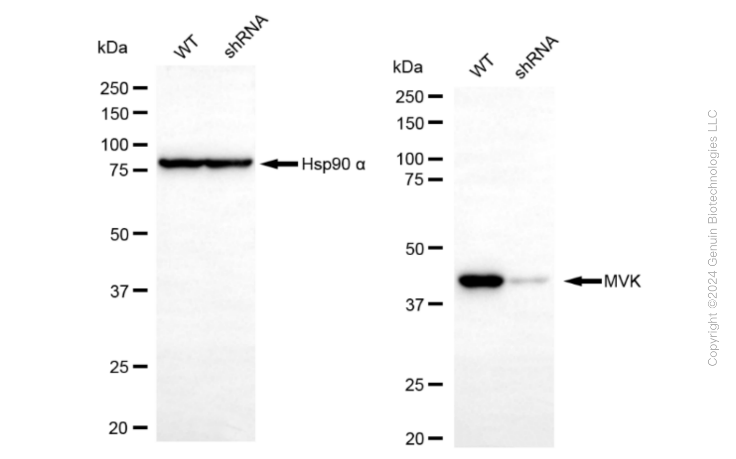 KD-Validated Anti-Mevalonate Kinase Rabbit Monoclonal Antibody ABG1588