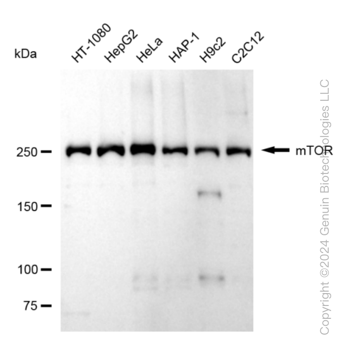 KD-Validated Anti-Mechanistic Target Of Rapamycin Kinase Rabbit Monoclonal Antibody ABG1589