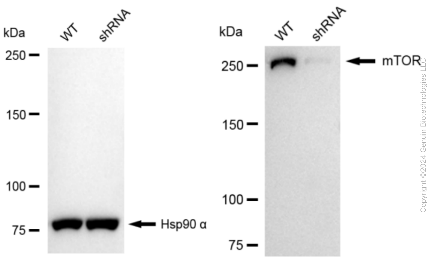 KD-Validated Anti-Mechanistic Target Of Rapamycin Kinase Rabbit Monoclonal Antibody ABG1589