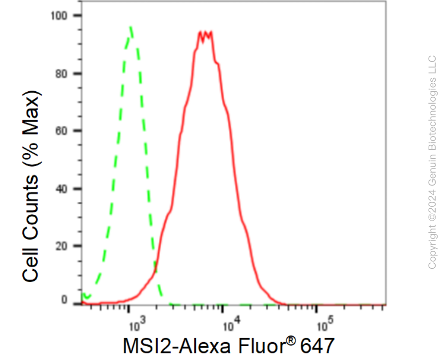 KD-Validated Anti-Musashi RNA Binding Protein 2 Rabbit Monoclonal Antibody ABG1590