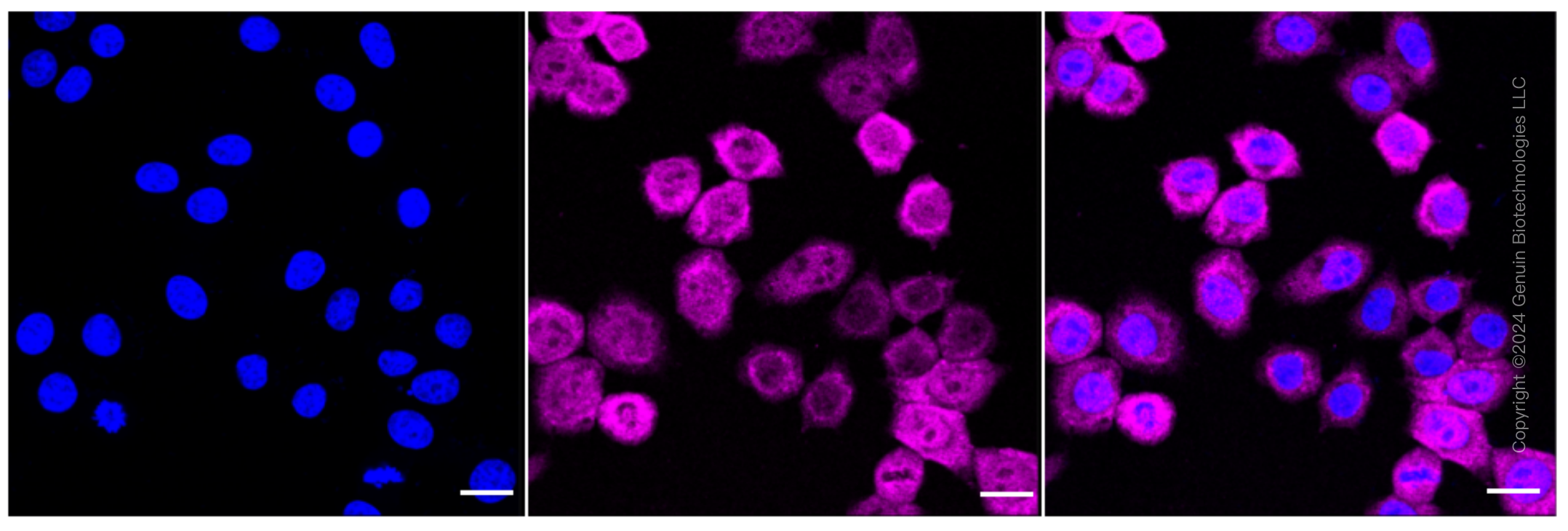 KD-Validated Anti-Musashi RNA Binding Protein 2 Rabbit Monoclonal Antibody ABG1590