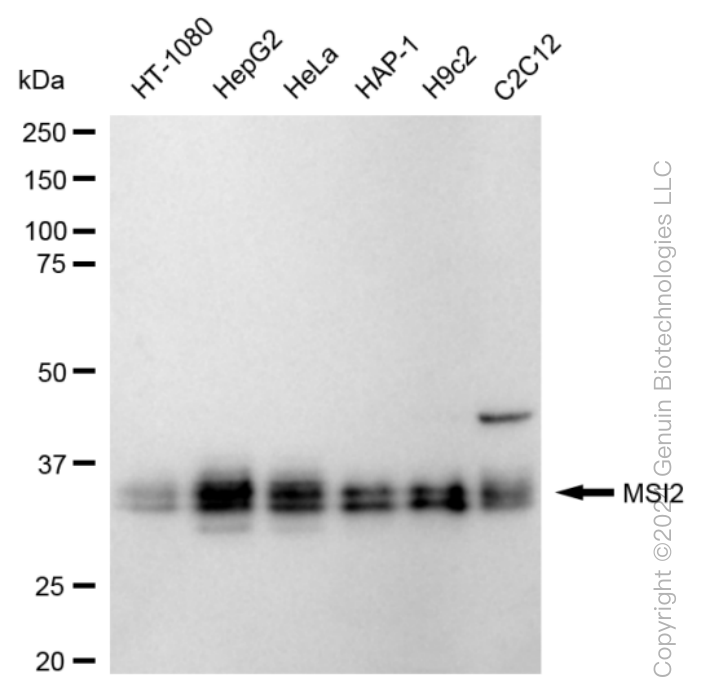 KD-Validated Anti-Musashi RNA Binding Protein 2 Rabbit Monoclonal Antibody ABG1590