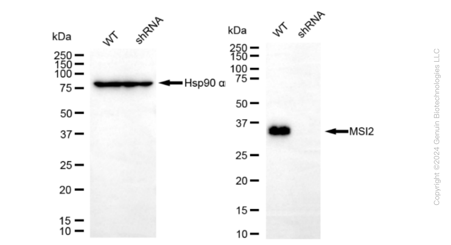 KD-Validated Anti-Musashi RNA Binding Protein 2 Rabbit Monoclonal Antibody ABG1590