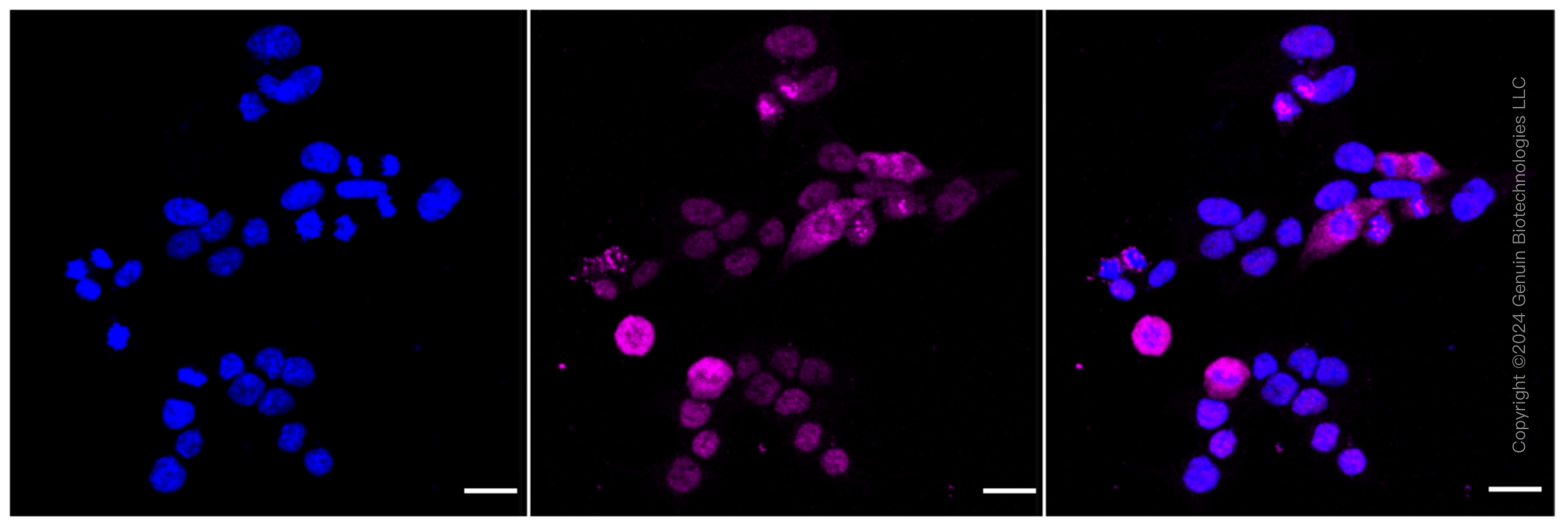 KD-Validated Anti-MYD88 Rabbit Monoclonal Antibody ABG1591