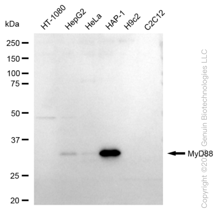 KD-Validated Anti-MYD88 Rabbit Monoclonal Antibody ABG1591