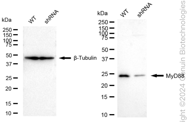 KD-Validated Anti-MYD88 Rabbit Monoclonal Antibody ABG1591