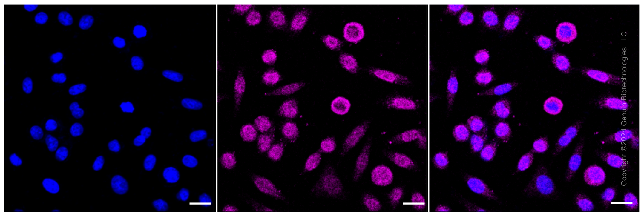 KD-Validated Anti-NQO2 Rabbit Monoclonal Antibody ABG1592