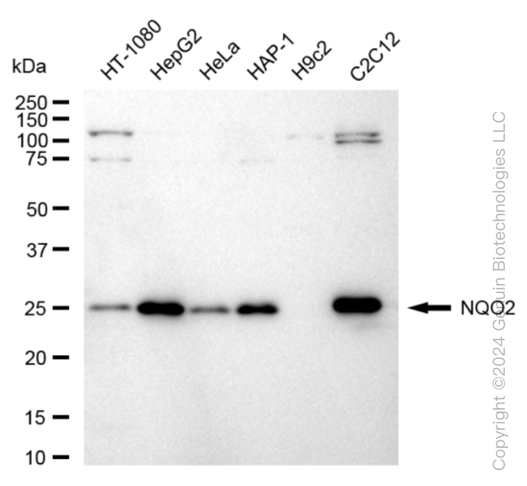 KD-Validated Anti-NQO2 Rabbit Monoclonal Antibody ABG1592